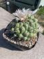 Preview: Thelocactus phymatothelos
